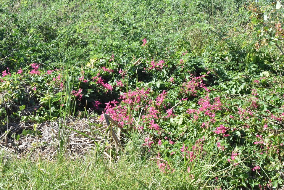 Antigonon leptopus - Liane corail, antigone - POLYGONACEAE - EE
