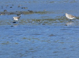 Calidris ferruginea - Becasseau cocorli - SCOLOPACIDAE - Espèce migratrice - P1020521