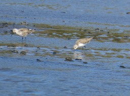 Calidris ferruginea - Becasseau cocorli - SCOLOPACIDAE - Espèce migratrice - P1020518
