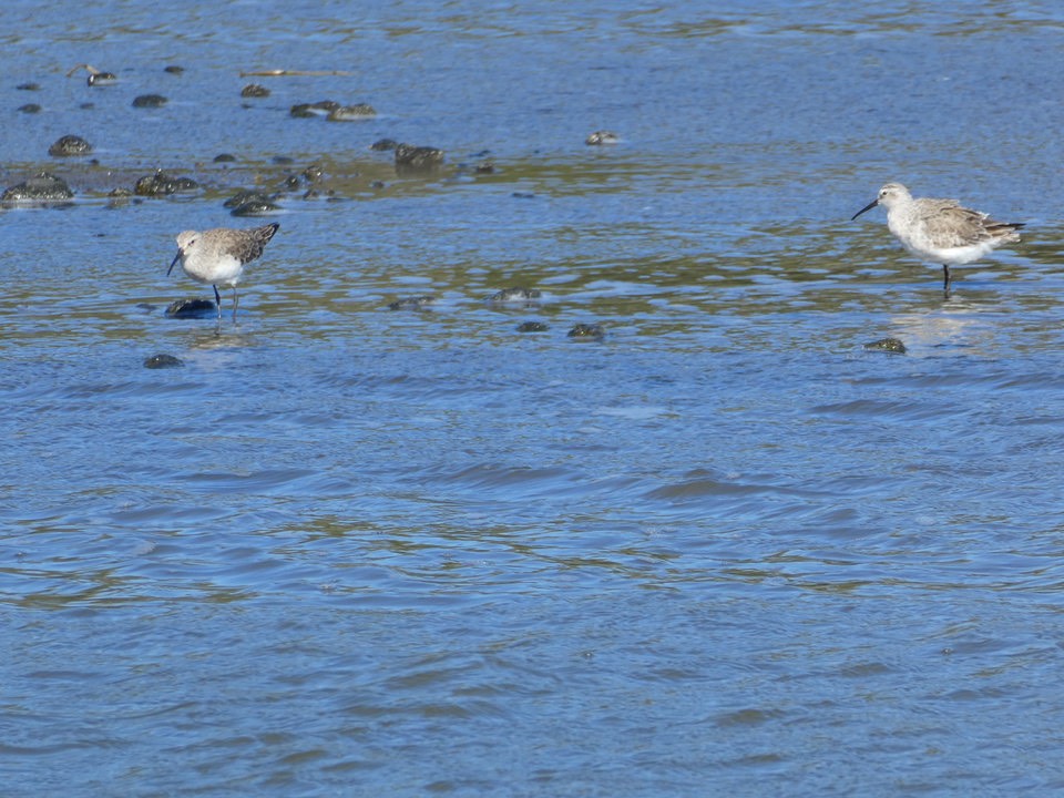 Calidris ferruginea - Becasseau cocorli - SCOLOPACIDAE - Espèce migratrice - P1020521