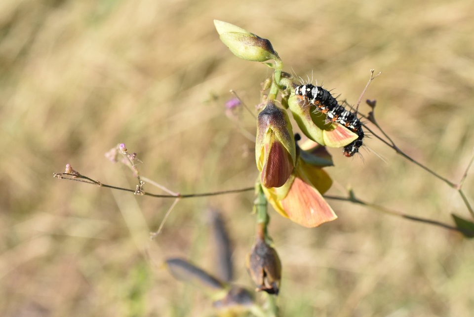 Chenilles d'Argina astrea sur Crotalaria retusa - Cascavelle jaune - FABACEAE - Indigène Réunion ? - MB2_2604