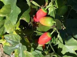 Coccinia grandis - Courge écarlate - CURCUBITACEAE - EE