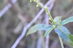 Croton bonplandianus (fleurs femelles en bas et fleurs mâles en haut)- Herbe le diable - EUPHORBIACEAE - Amérique du Sud .jpg