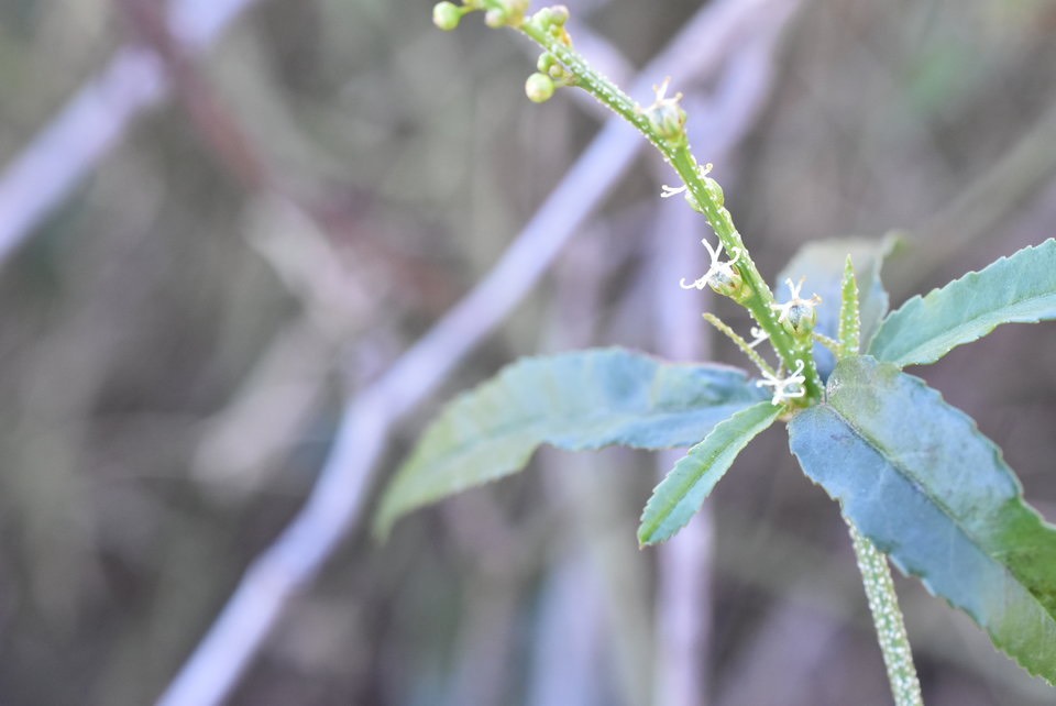 Croton bonplandianus (fleurs femelles en bas et fleurs mâles en haut)- Herbe le diable - EUPHORBIACEAE - Amérique du Sud .jpg