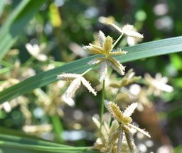 Cyperus involucrates - Papyrus - CYPERACEAE - Afrique, Madagascar