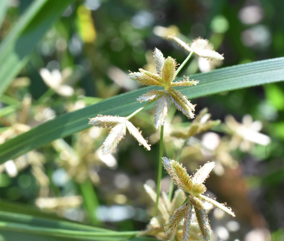 Cyperus involucrates - Papyrus - CYPERACEAE - Afrique, Madagascar