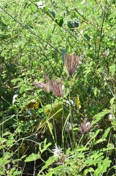 Dactyloctenium aegyptium - Chiendent patte poule - POACEAE - Afrique