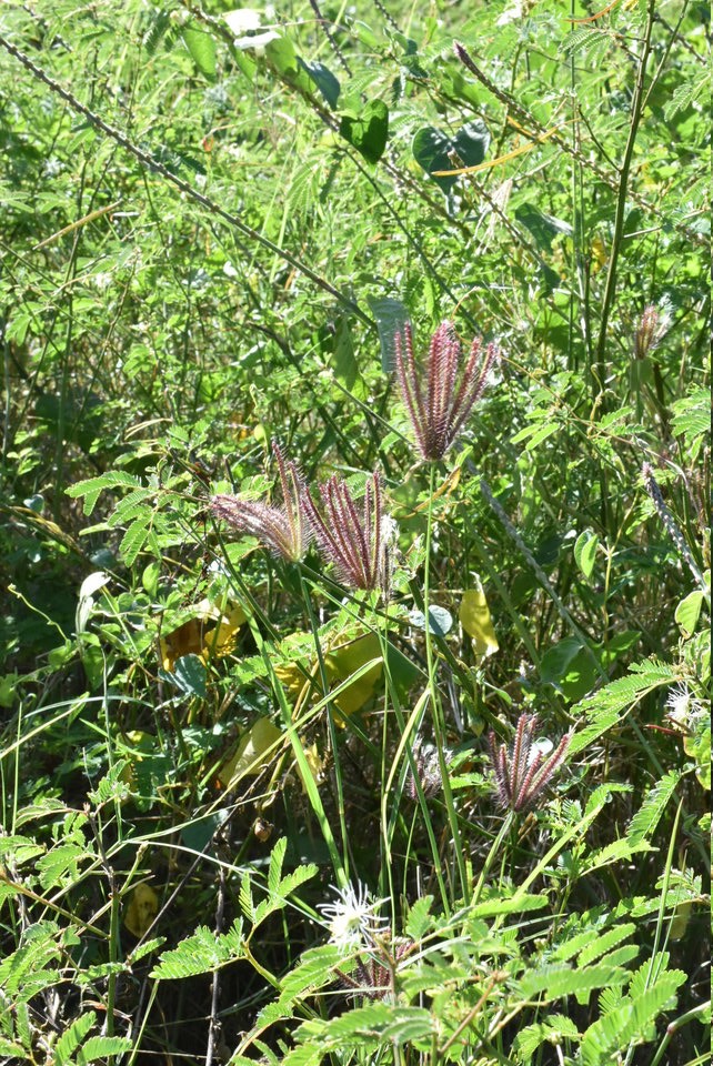 Dactyloctenium aegyptium - Chiendent patte poule - POACEAE - Afrique
