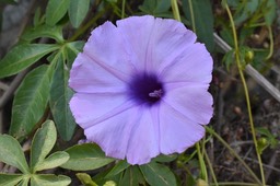 Ipomea cairica - Liane 7 ans - CONVOLVULACEAE - EE - MB2_2633