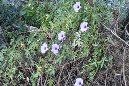 Ipomea cairica - Liane 7 ans - CONVOLVULACEAE - EE - MB2_2632