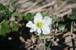 Lagenaria sphaerica - calebasse marron - CURCUBITACEAE - EE 1