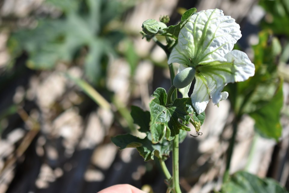 Lagenaria sphaerica - calebasse marron - CURCUBITACEAE - EE 2