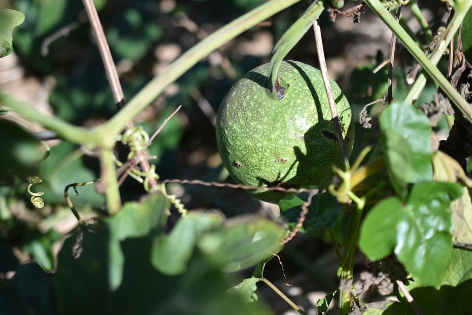 Lagenaria sphaerica - calebasse marron - CURCUBITACEAE - EE 3