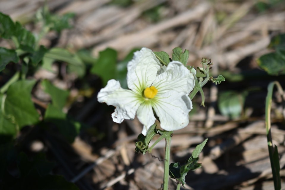 Lagenaria sphaerica - calebasse marron - CURCUBITACEAE - EE 1