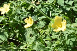 Momordica charantia - Margoze sauvage - CURCUBITACEAE - EE