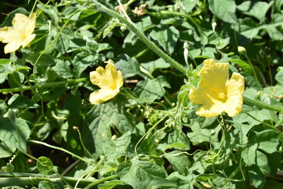 Momordica charantia - Margoze sauvage - CURCUBITACEAE - EE