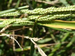 Paspalidium geminatum - Herbe de riz - POACEAE - Pantropicale 2