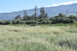 Paspalidium geminatum - Herbe de riz - POACEAE - Pantropicale 1