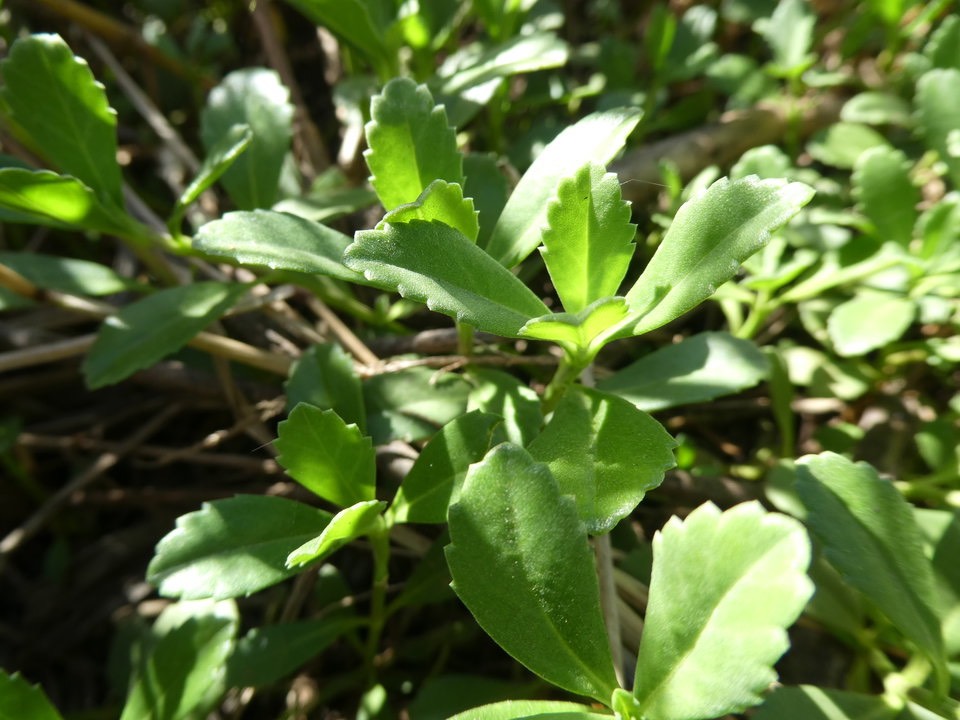 Phyla nodiflora (?) VERBENACEAE