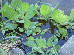Pistia stratiotes - Laitue d'eau - ARACACEAE - EE