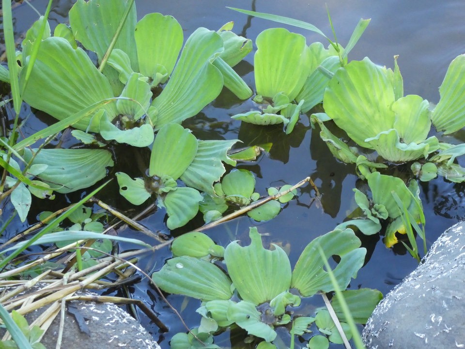 Pistia stratiotes - Laitue d'eau - ARACACEAE - EE