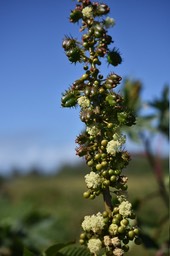 Ricinus communis - Tantan - EUPHORBIACEAE - EE