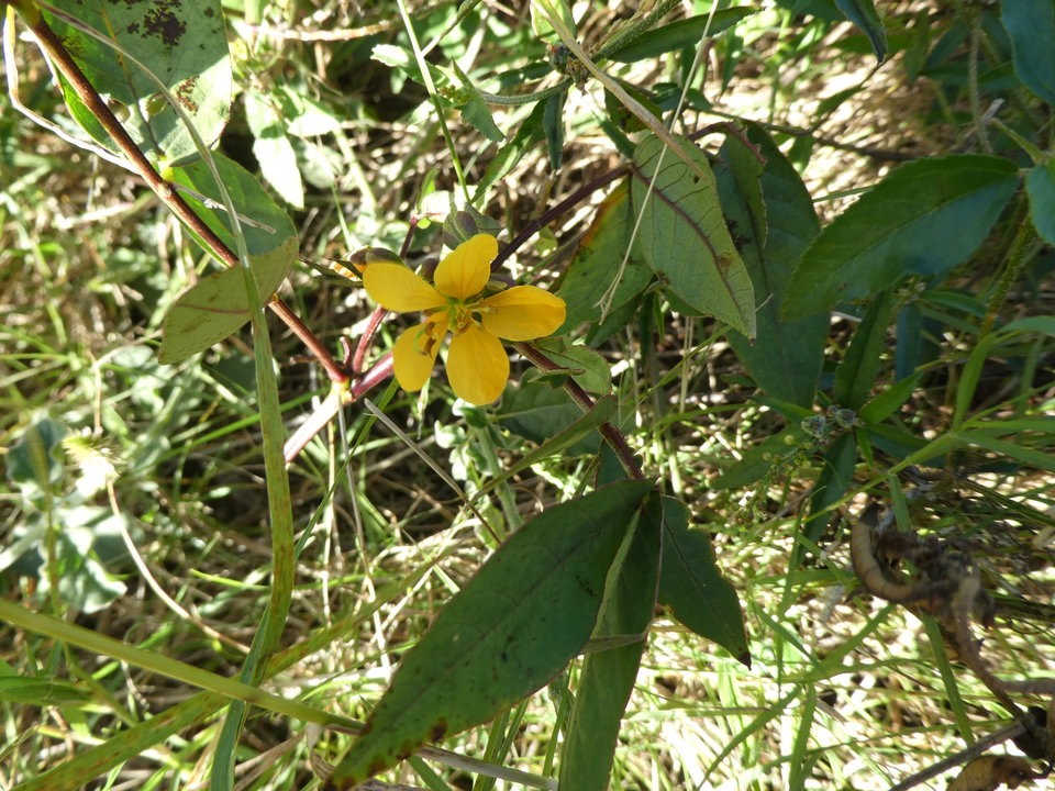 Senna occidentalis - Indigo - FABACEAE - EE 