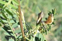 Sesbania sesban (?) - FABACEAE - EE