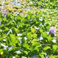 Eichhornia crassipes Jacinthe d'eau Pontederiaceae  E.jpeg