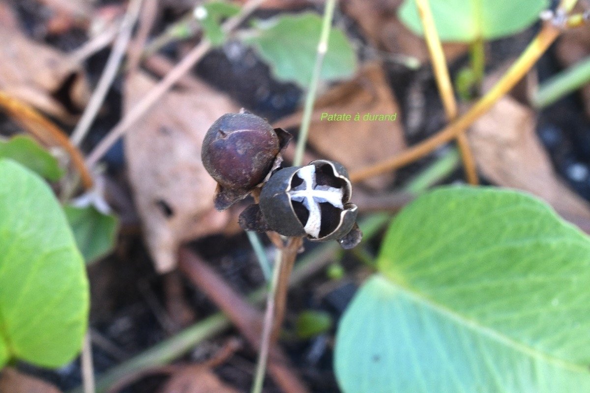 Ipomoea pes-caprae Patate à Durand Convolvulaceae Pantropicala 8577.jpeg