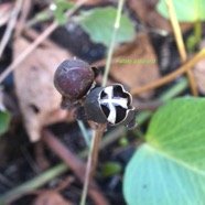 Ipomoea pes-caprae Patate à Durand Convolvulaceae Pantropicala 8577.jpeg