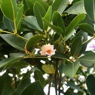 Tabebuia heterophylla Calice du Pape Bignoniaceae Antilles 8592.jpeg