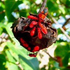 Adulte et larves à différents stades larvaires de Dysdercus fasciatus.punaise terrestre se nourissant sur un fruit très mûr de porché (Thespesia populnea ).jpeg