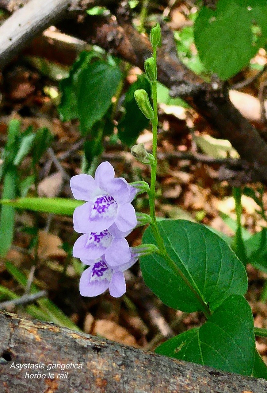 Asystasia gangetica subsp micrantha ? herbe lle rail.acanthaceae.amphinaturalisé.espèce envahissante..jpeg