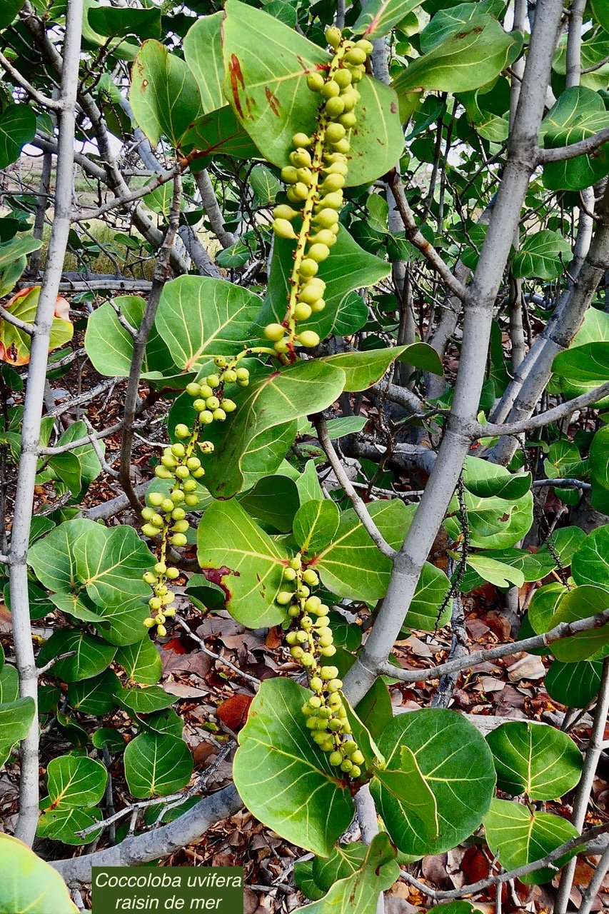 Coccoloba uvifera.raisin de mer .polygonaceae.espèce cultivée..jpeg