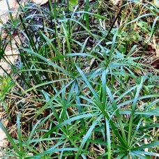 Cyperus involucratus.papyrus.souchet à feuilles alternes.cyperaceae.stenonaturalisé.très envahissant..jpeg