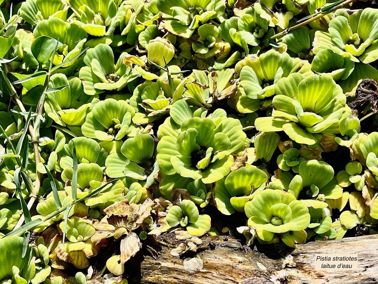 Pistia stratiotes.laitue d&rsquo;eau.araceae.stenonaturalisé ( cultivé )très envahissant. (1).jpeg