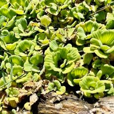 Pistia stratiotes.laitue d&rsquo;eau.araceae.stenonaturalisé ( cultivé )très envahissant. (1).jpeg