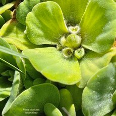 Pistia stratiotes.laitue d&rsquo;eau.araceae.stenonaturalisé ( cultivé )très envahissant..jpeg