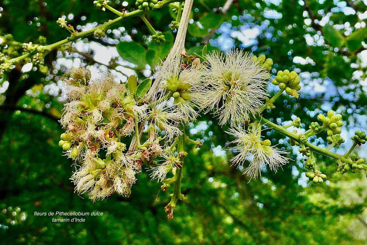 Pithecellobium dulce.tamarin d&rsquo;Inde.( fleurs ).fabaceae.amphinaturalisé..jpeg