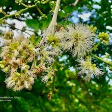 Pithecellobium dulce.tamarin d&rsquo;Inde.( fleurs ).fabaceae.amphinaturalisé..jpeg