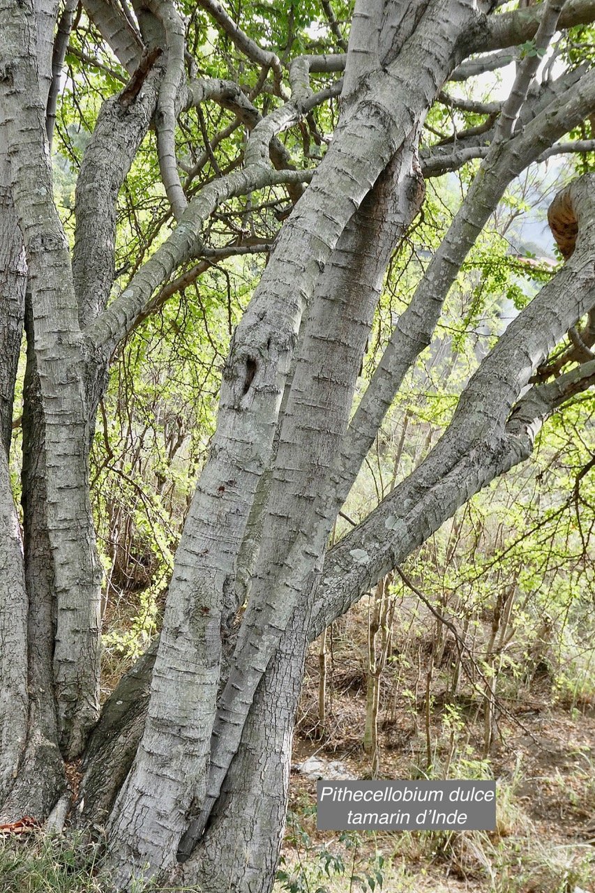 Pithecellobium dulce.tamarin d&rsquo;Inde.fabaceae.amphinaturalisé..jpeg