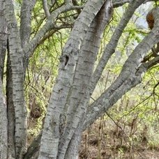 Pithecellobium dulce.tamarin d&rsquo;Inde.fabaceae.amphinaturalisé..jpeg