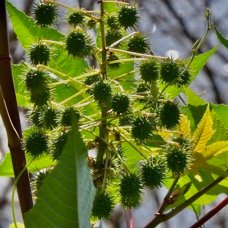 Ricinus communis.tantan.ricin commun.euphorbiaceae.assimilé indigène. (1).jpeg