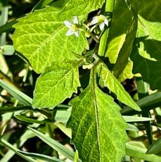 Solanum nigrum.morelle noire.solanaceae. (1).jpeg