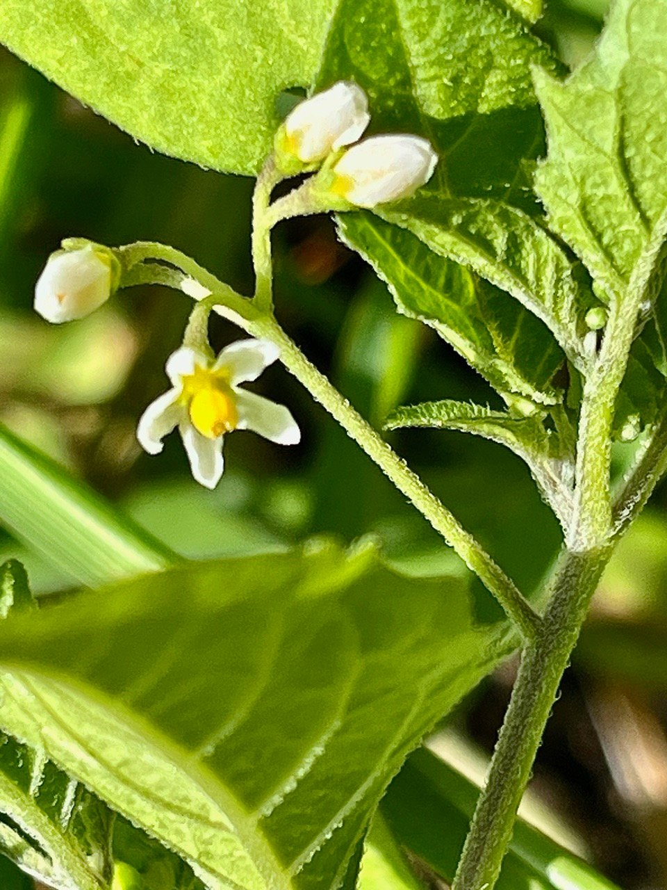 Solanum nigrum.morelle noire.solanaceae..jpeg