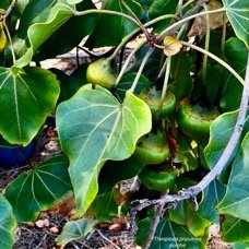 Thespesia populnea.porché.bois de peinture.malvaceae.espèce cultivée. (2).jpeg