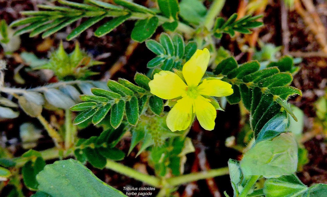 Tribulus cistoides.herbe pagode.pagode.zygophyllaceae..jpeg