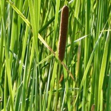 Typha domingensis.voune.jonc.massette. typhaceae. indigène&nbsp;? (1).jpeg