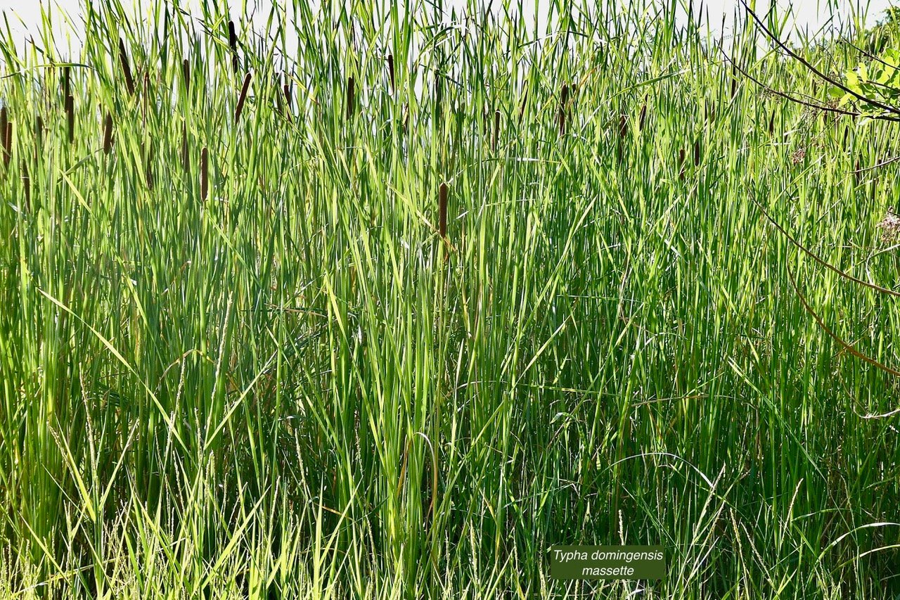 Typha domingensis.voune.jonc.massette. typhaceae. indigène&nbsp;?.jpeg
